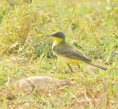 Motacilla tschutschensis