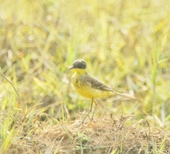 Motacilla tschutschensis