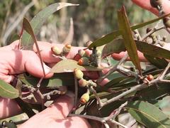 Eucalyptus gomphocephala