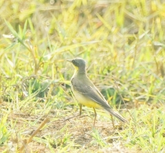 Motacilla tschutschensis