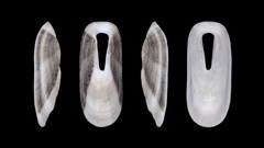 Macroschisma sinense