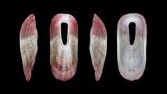 Macroschisma sinense