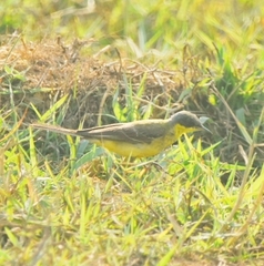 Motacilla tschutschensis
