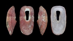 Macroschisma sinense