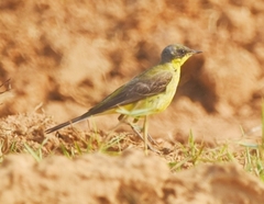 Motacilla tschutschensis