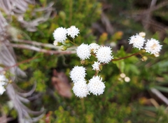 Ageratina gracilis