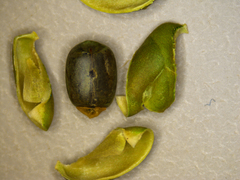 Microstachys chamaelea