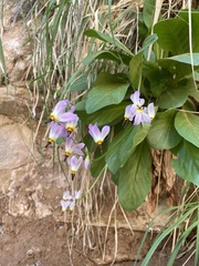 Primula pauciflora zionensis