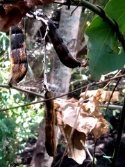 Mucuna pruriens