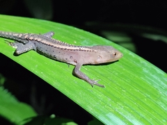 Gelanesaurus flavogularis