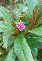 Phytolacca bogotensis