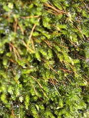 Racopilum cuspidigerum