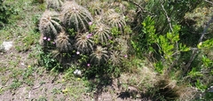 Trichocereus schickendantzii