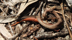 Lampropholis guichenoti