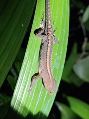 Gelanesaurus flavogularis