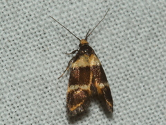 Cosmaresta callichrysa