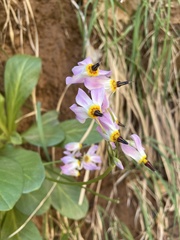 Primula pauciflora zionensis