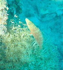 Oxycheilinus digramma