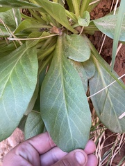Primula pauciflora zionensis