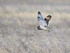 Asio flammeus flammeus