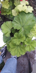 Heuchera parviflora