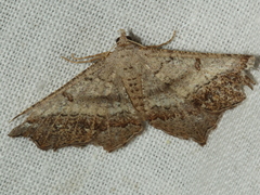 Dissomorphia australiaria