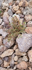 Euphorbia polycarpa