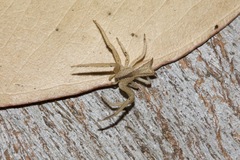 Sidymella trapezia
