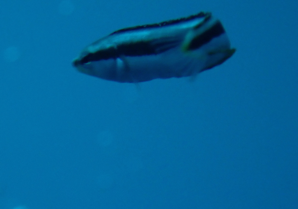Lance blenny