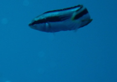 Aspidontus dussumieri