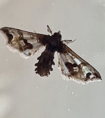 Leucinodes orbonalis