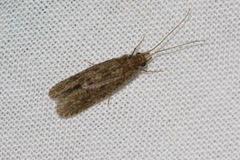 Ecnomidae