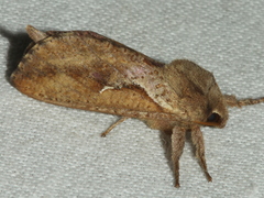 Elhamma australasiae