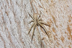 Sidymella trapezia