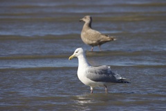 Larus glaucescens × occidentalis