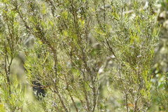 Hakea microcarpa
