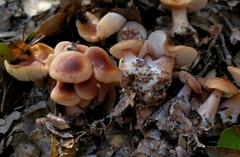 Rhodocollybia