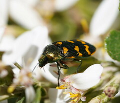 Castiarina dimidiata