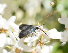 Pollanisus lithopastus