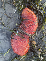 Apostichopus californicus