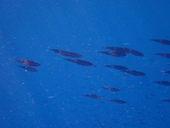 Sepioteuthis lessoniana