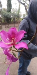Bauhinia