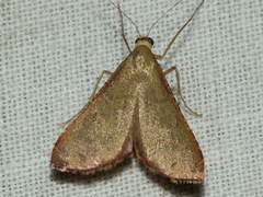 Endotricha approximalis