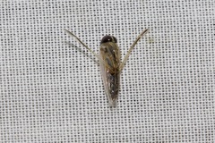 Anisops