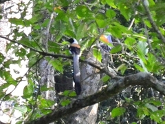 Dendrocitta leucogastra