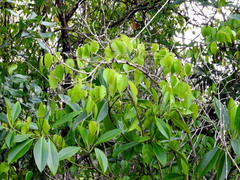 Derris scandens
