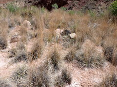 Schizachyrium scoparium