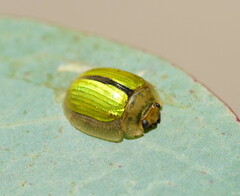 Paropsisterna hectica