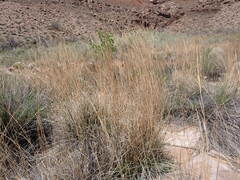 Schizachyrium scoparium