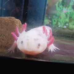 Ambystoma mexicanum